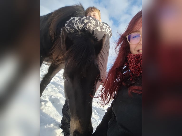 German Riding Pony Gelding 11 years 14 hh Bay-Dark in Jeggau