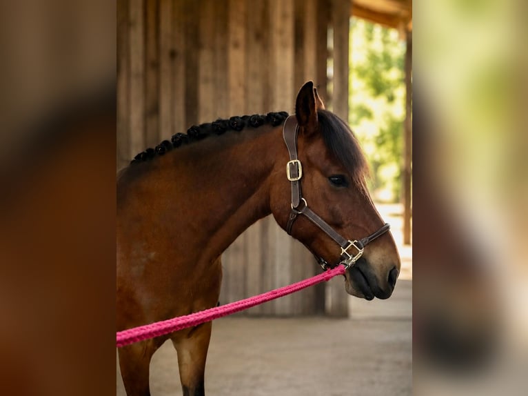 German Riding Pony Gelding 11 years 14 hh Brown in Gevelsberg