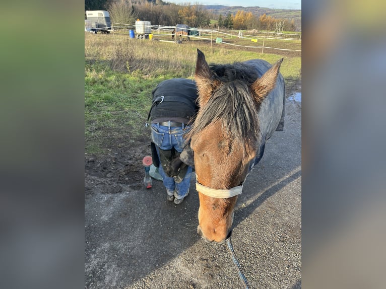 German Riding Pony Gelding 11 years 14,1 hh Bay-Dark in Offenbach