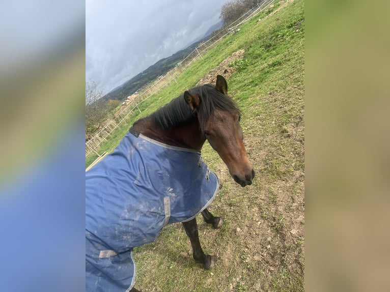 German Riding Pony Gelding 11 years 14,1 hh Bay-Dark in Offenbach