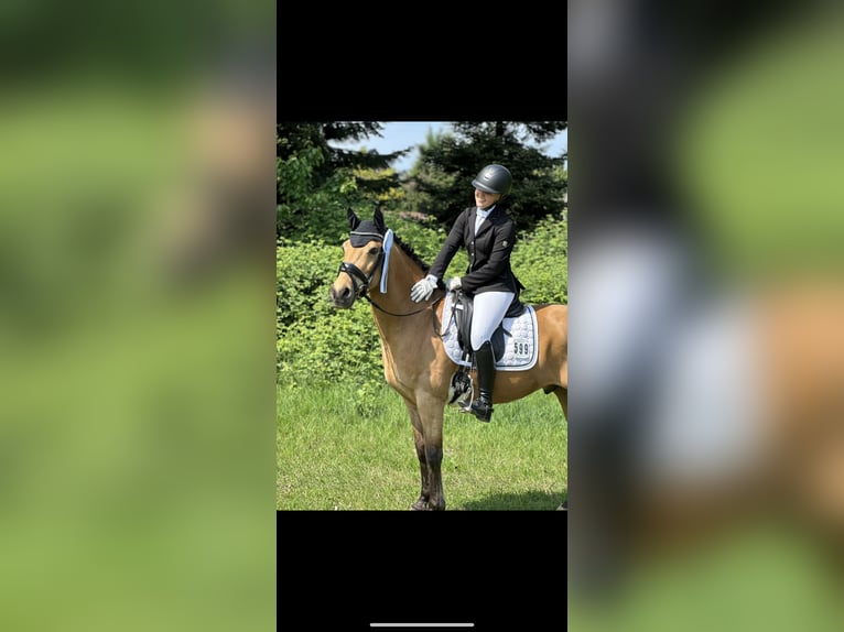 German Riding Pony Gelding 11 years 14,1 hh Buckskin in M&#xFC;lheim an der Ruhr
