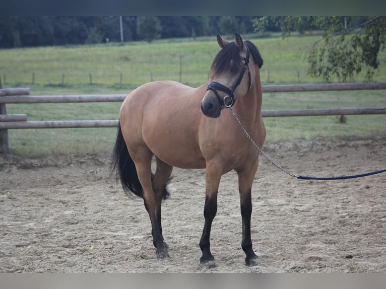 German Riding Pony Gelding 11 years 14,1 hh Buckskin in M&#xFC;lheim an der Ruhr