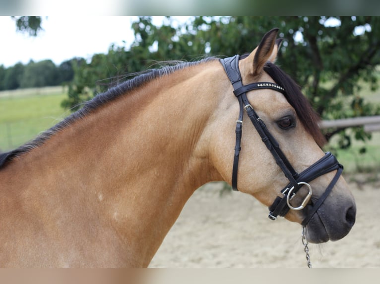 German Riding Pony Gelding 11 years 14,1 hh Buckskin in M&#xFC;lheim an der Ruhr
