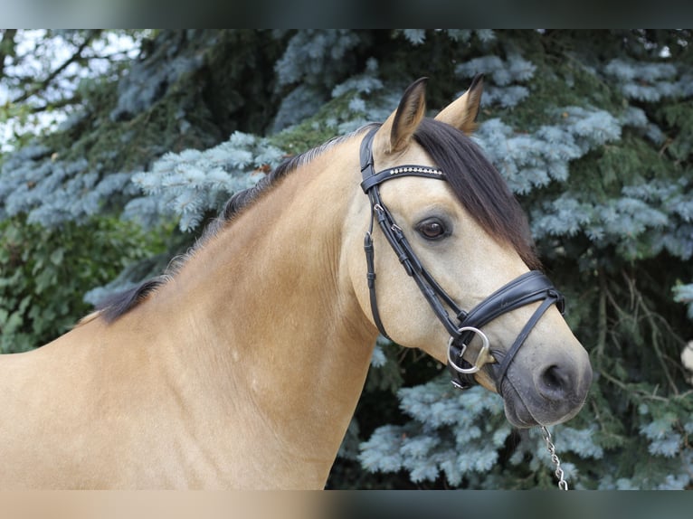 German Riding Pony Gelding 11 years 14,1 hh Buckskin in M&#xFC;lheim an der Ruhr