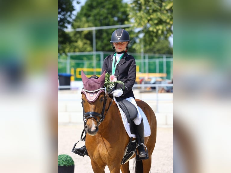 German Riding Pony Gelding 11 years 14,1 hh Chestnut-Red in Görlitz