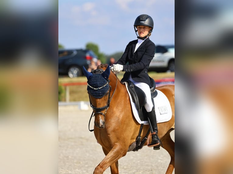 German Riding Pony Gelding 11 years 14,1 hh Chestnut-Red in Görlitz