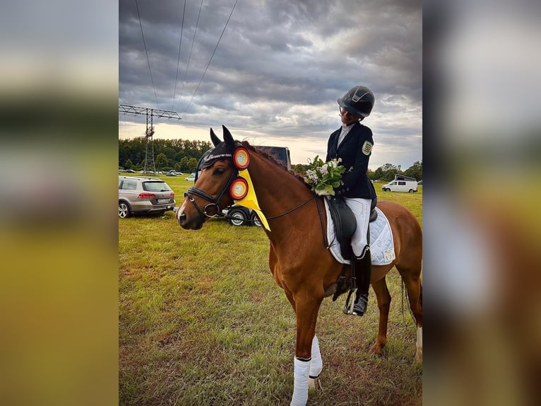 German Riding Pony Gelding 11 years 14,1 hh Chestnut-Red in Görlitz