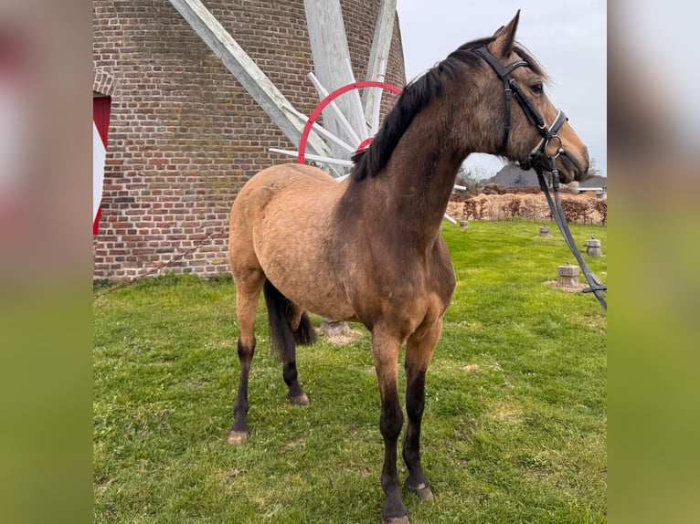 German Riding Pony Gelding 11 years 14,1 hh Dun in Geilenkirchen
