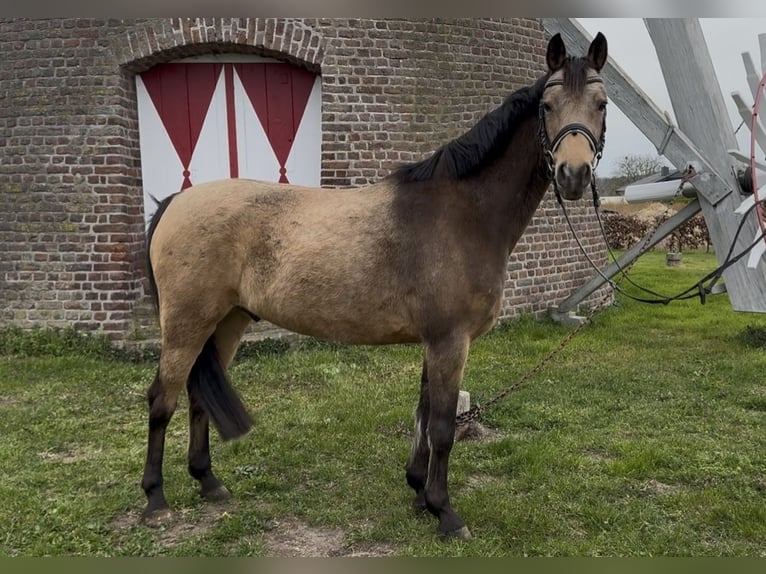 German Riding Pony Gelding 11 years 14,1 hh Dun in Geilenkirchen