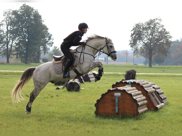 German Riding Pony Gelding 11 years 14,1 hh Grey in Geltendorf