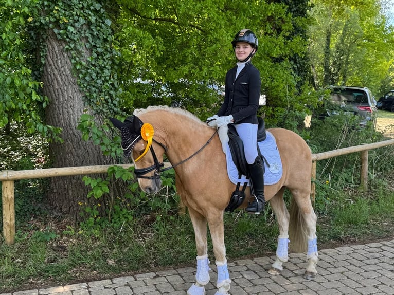 German Riding Pony Gelding 11 years 14,1 hh Palomino in Ottersberg