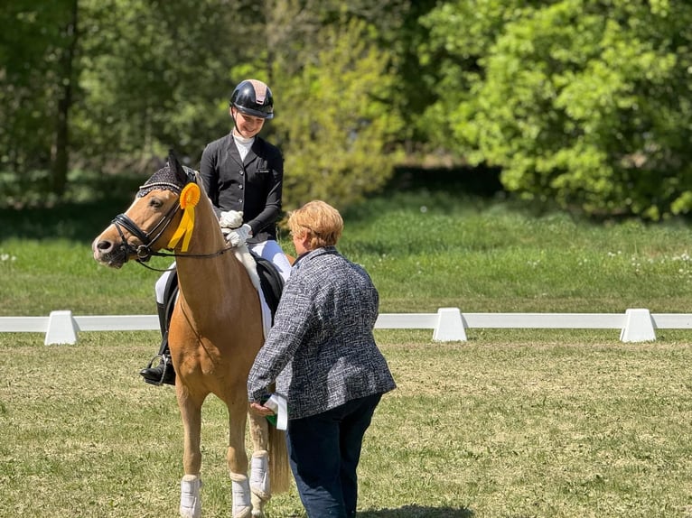 German Riding Pony Gelding 11 years 14,1 hh Palomino in Ottersberg