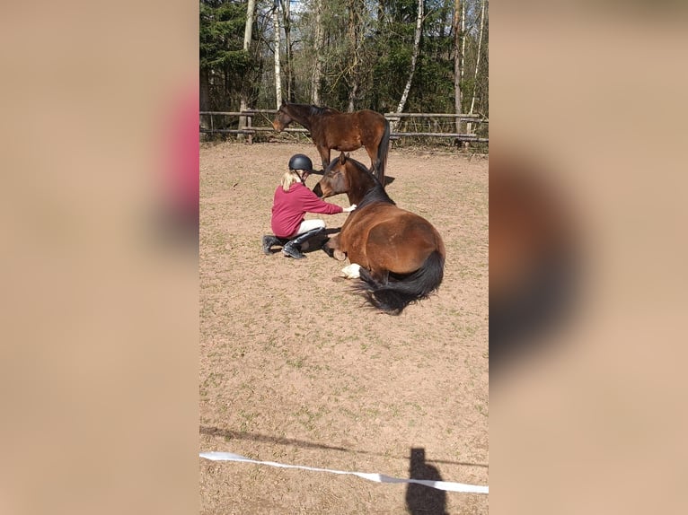 German Riding Pony Gelding 11 years 14,2 hh Bay-Dark in M&#xF6;mbris