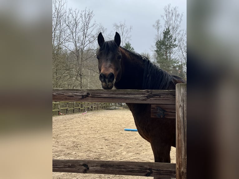German Riding Pony Gelding 11 years 14,2 hh Bay-Dark in M&#xF6;mbris