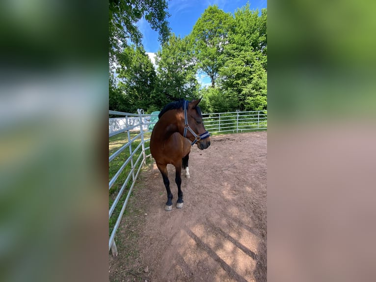 German Riding Pony Gelding 11 years 14,2 hh Bay-Dark in M&#xF6;mbris