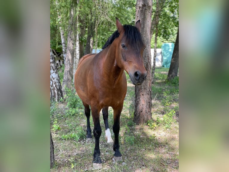 German Riding Pony Gelding 11 years 14,2 hh Bay-Dark in M&#xF6;mbris