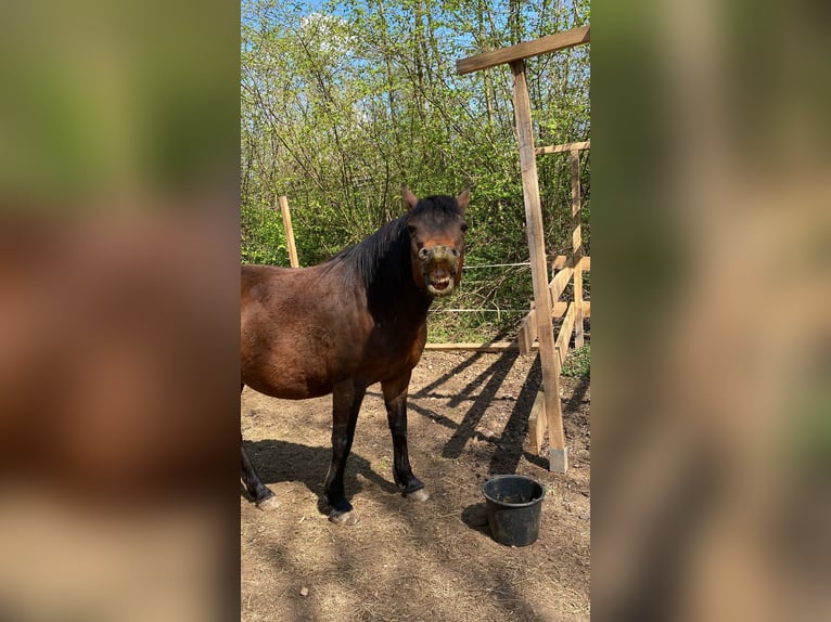 German Riding Pony Gelding 11 years 14,2 hh Bay-Dark in M&#xF6;mbris