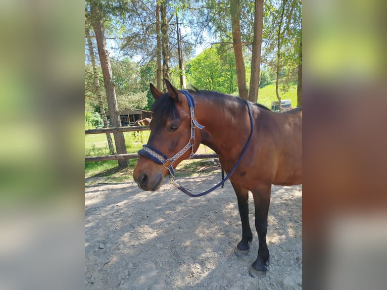 German Riding Pony Gelding 11 years 14,2 hh Bay-Dark in M&#xF6;mbris