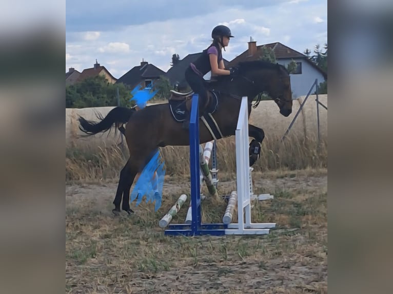 German Riding Pony Gelding 11 years 14,2 hh Bay-Dark in Wolmirstedt