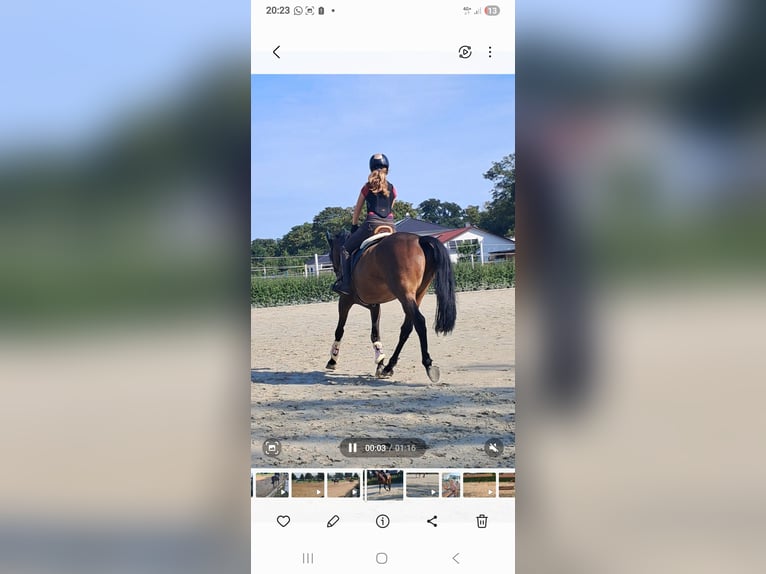 German Riding Pony Gelding 11 years 14,2 hh Bay-Dark in Wolmirstedt