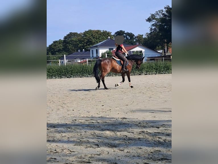 German Riding Pony Gelding 11 years 14,2 hh Bay-Dark in Wolmirstedt
