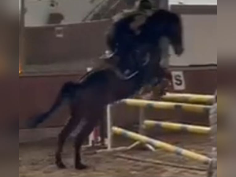 German Riding Pony Gelding 11 years 14,2 hh Bay-Dark in Wolmirstedt