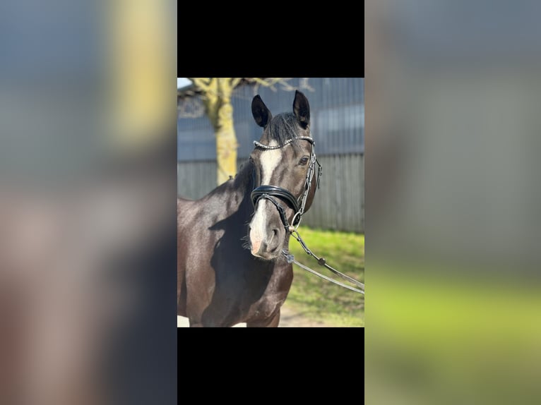 German Riding Pony Gelding 11 years 14,2 hh Black in Bersenbrück
