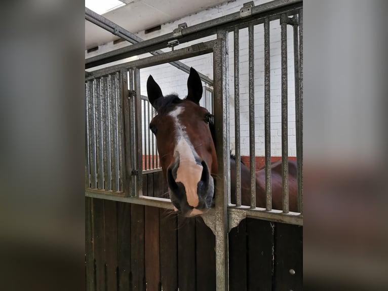 German Riding Pony Gelding 11 years 14,2 hh Brown in Blomberg