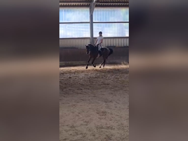 German Riding Pony Gelding 11 years 14,2 hh Brown in Winsen (Aller) German Riding Pony Gelding 11 years 14,2 hh Brown in Winsen (Aller)