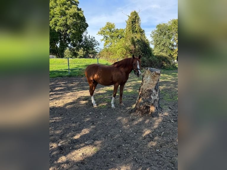 German Riding Pony Gelding 11 years 14,2 hh Chestnut-Red in Langenfeld
