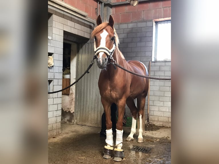 German Riding Pony Gelding 11 years 14,2 hh Chestnut-Red in Schmalfeld