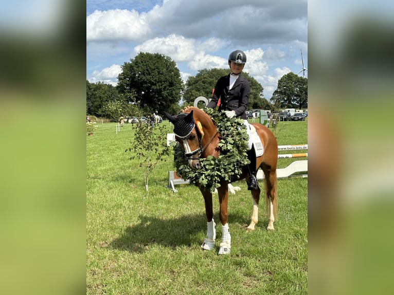 German Riding Pony Gelding 11 years 14,2 hh Chestnut-Red in Schmalfeld