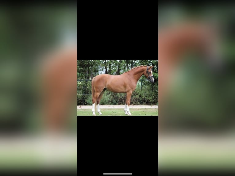 German Riding Pony Gelding 11 years 14,2 hh Chestnut-Red in Schmalfeld