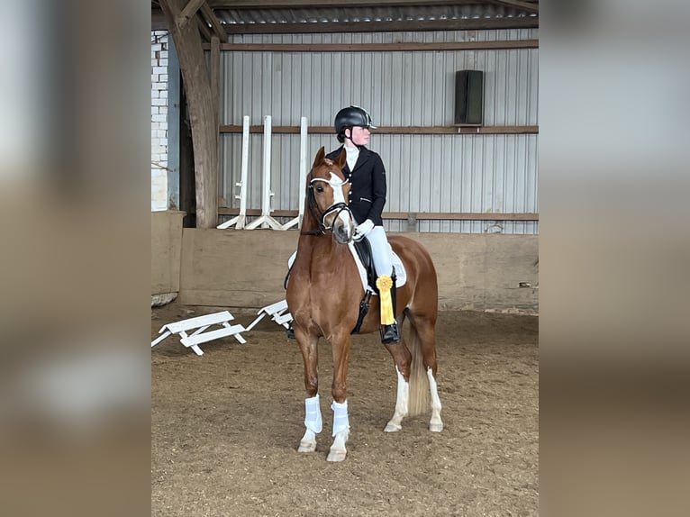 German Riding Pony Gelding 11 years 14,2 hh Chestnut-Red in Schmalfeld