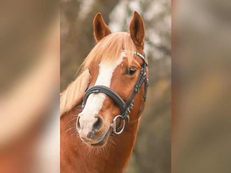German Riding Pony Gelding 11 years 14,2 hh Chestnut-Red in German Riding Pony Gelding 11 years 14,2 hh Chestnut-Red in