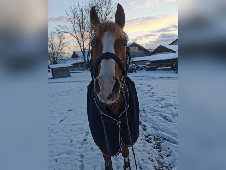 German Riding Pony Gelding 11 years 14,2 hh Chestnut-Red in German Riding Pony Gelding 11 years 14,2 hh Chestnut-Red in