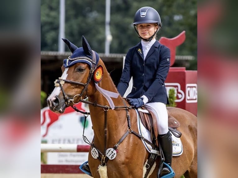 German Riding Pony Gelding 11 years 14,2 hh Chestnut-Red in Borken