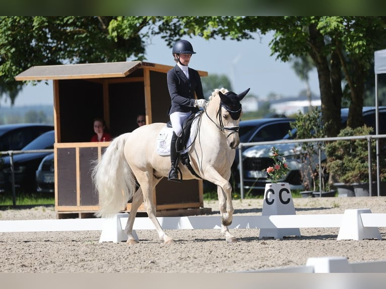 German Riding Pony Gelding 11 years 14,2 hh Palomino in Edermünde