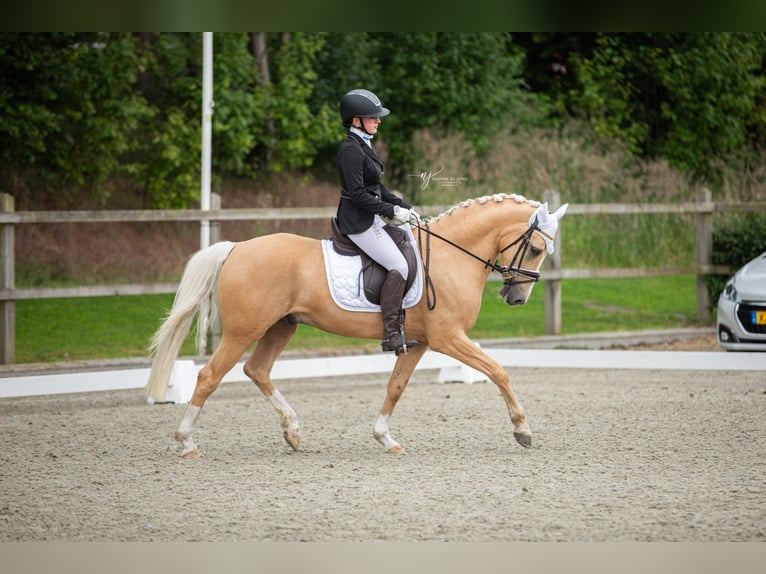 German Riding Pony Gelding 11 years 14,2 hh Palomino in Geesteren