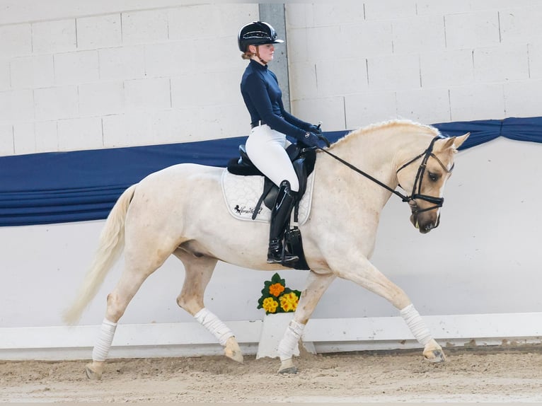 German Riding Pony Gelding 11 years 14,2 hh Palomino in Marsberg