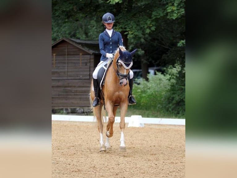 German Riding Pony Gelding 11 years 14,2 hh Palomino in Wiesenttal