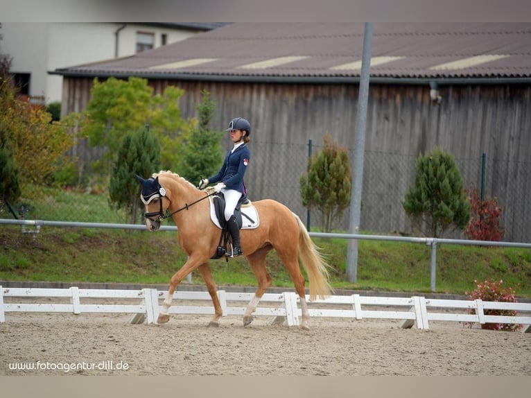 German Riding Pony Gelding 11 years 14,2 hh Palomino in Wiesenttal