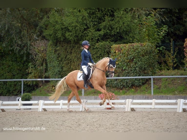 German Riding Pony Gelding 11 years 14,2 hh Palomino in Wiesenttal