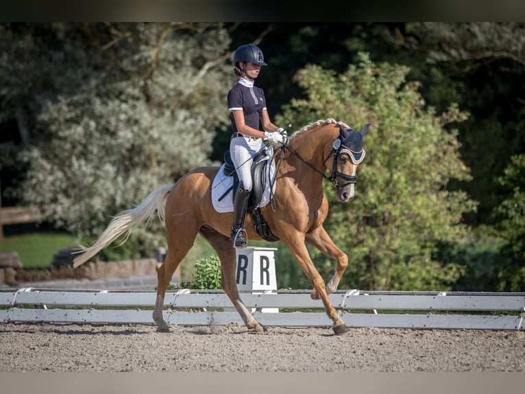 German Riding Pony Gelding 11 years 14,2 hh Palomino in Wiesenttal