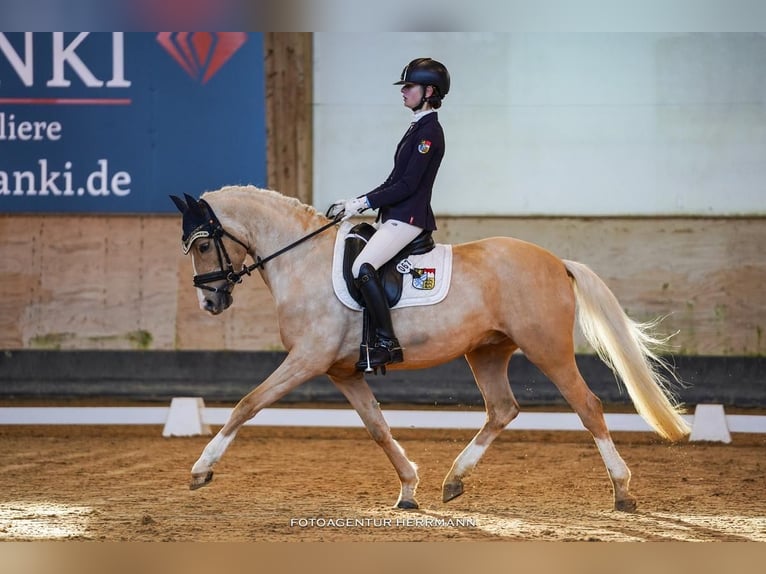 German Riding Pony Gelding 11 years 14,2 hh Palomino in Wiesenttal