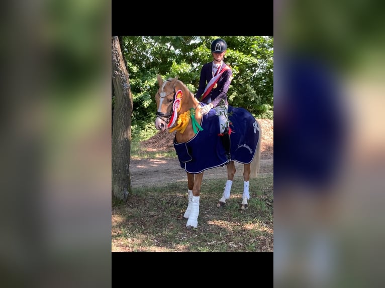 German Riding Pony Gelding 11 years 14,2 hh Palomino in Wiesenttal
