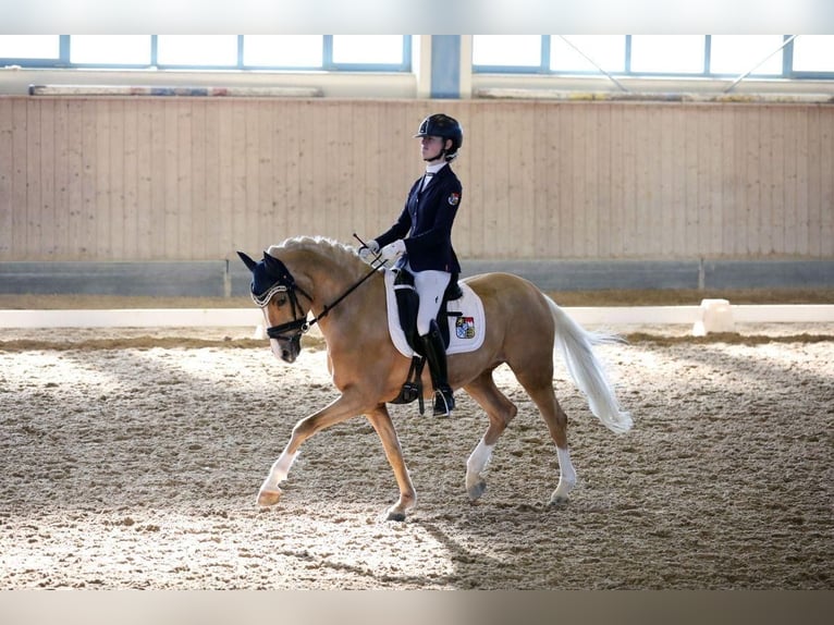 German Riding Pony Gelding 11 years 14,2 hh Palomino in Wiesenttal