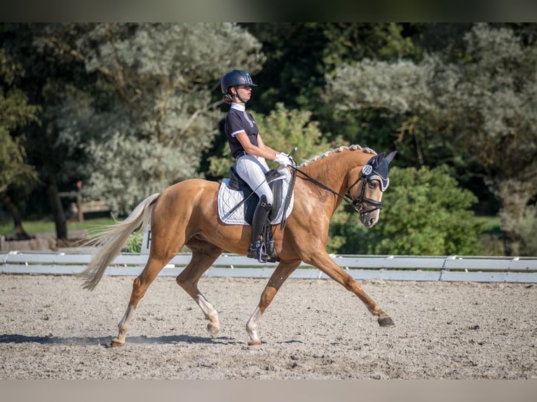 German Riding Pony Gelding 11 years 14,2 hh Palomino in Wiesenttal
