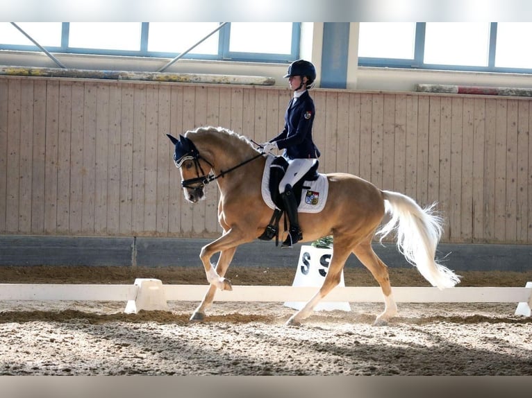 German Riding Pony Gelding 11 years 14,2 hh Palomino in Wiesenttal