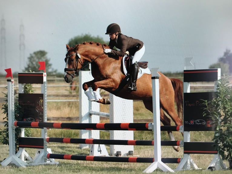 German Riding Pony Gelding 11 years 15,1 hh Chestnut-Red in Mönchengladbach